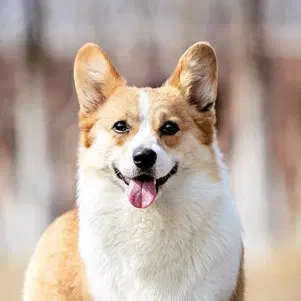 Ambroid